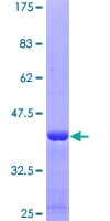 Human GPR84 Protein (Recombinant GST, N-terminus)