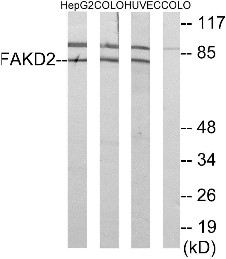 FASTKD2 Antibody