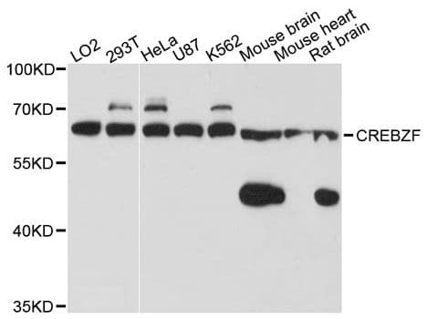 CREBZF / Zhangfei Antibody