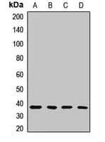 SOX2 Antibody