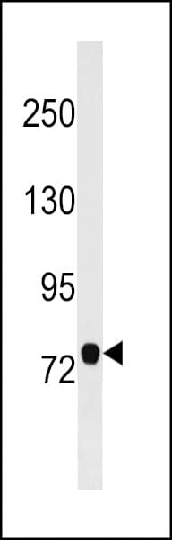 AOPEP / Aminopeptidase O Antibody (aa215-242)