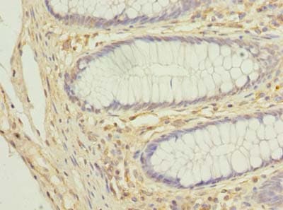 COX11 Antibody