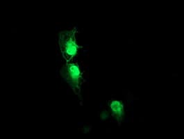 AIPL1 Antibody (clone OTI2B11)
