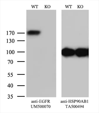 EGFR Antibody (clone UMAB95)