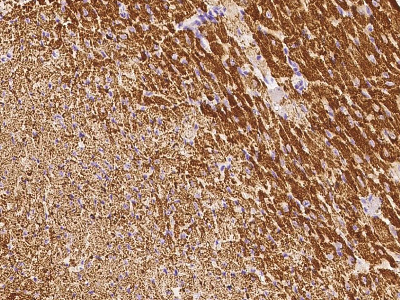 VDAC1 / PORIN Antibody (Preservative Free)