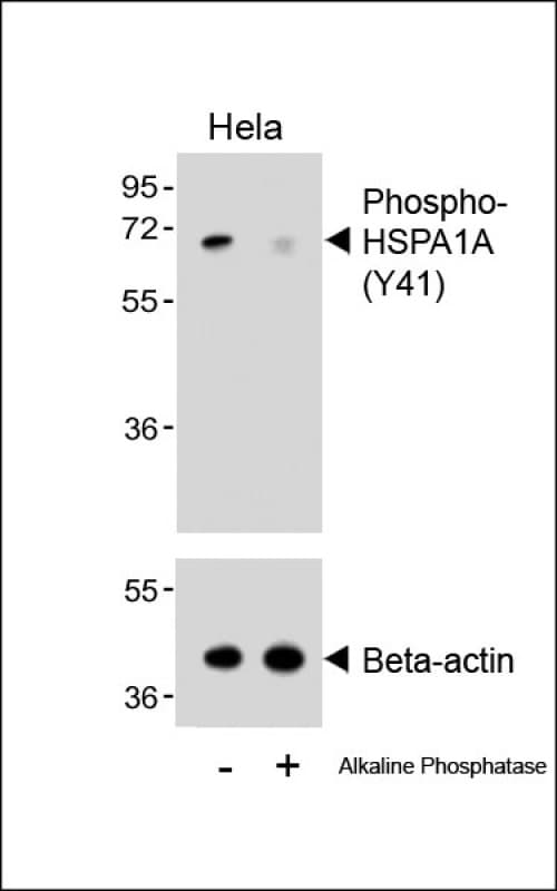 Polyclonal Rabbit anti-Human HSPA1A Antibody (Tyr41, WB)