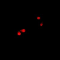 CTNNBL1 / NAP Antibody