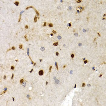 SOX2 Antibody