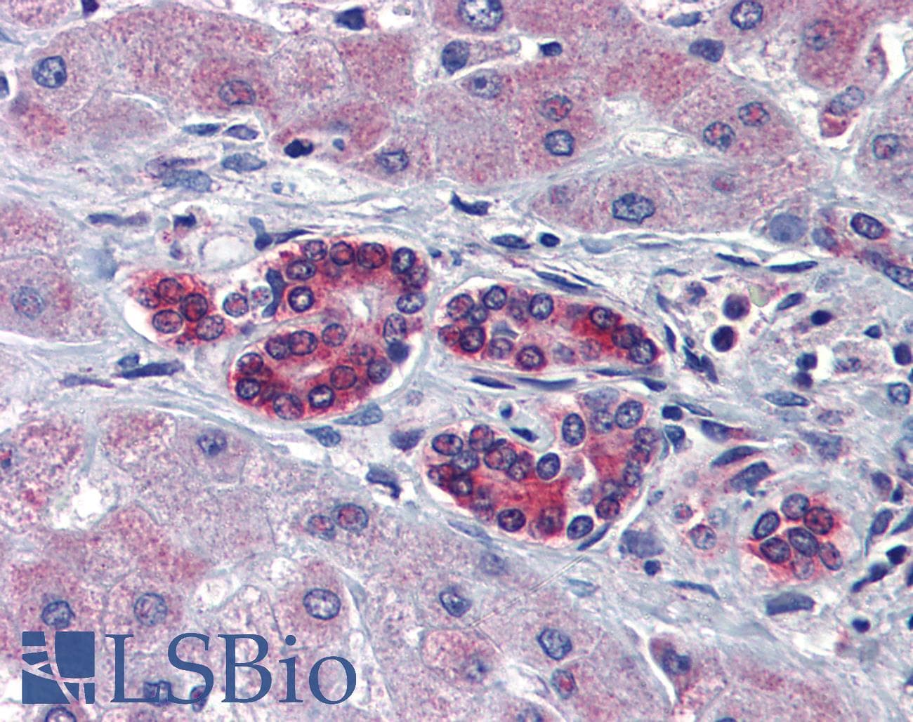 Polyclonal Rabbit anti-Human TAL1 Antibody (C-Terminus, IHC, WB)
