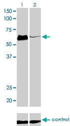 Monoclonal Mouse anti-Human HCLS1 Antibody (clone 1A8, IHC, WB)