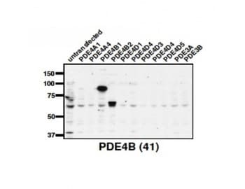 PDE4B Antibody (C-Terminus)