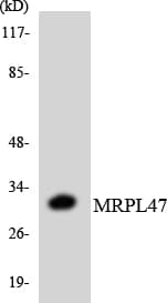 MRPL46 Antibody (aa186-235)