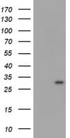 MLF1 Antibody (clone OTI2C10, Carrier-free)