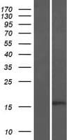 BTF3 Protein (Over-Expression Lysate Myc-DDK (Flag))