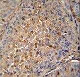 MAPRE1 / EB1 Antibody (aa44-71)