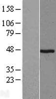 PGA4 Protein (Over-Expression Lysate Myc-DDK (Flag))