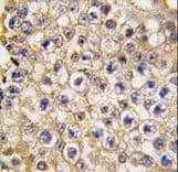 TRPV3 Antibody (aa90-119)