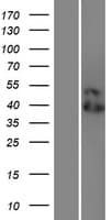 LILRA6 Protein (Over-Expression Lysate Myc-DDK (Flag))