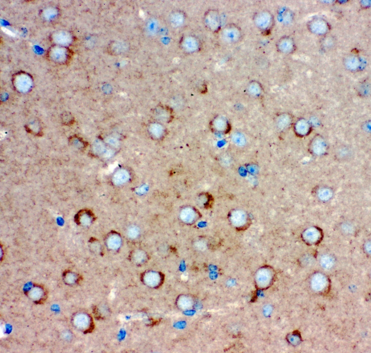 GRIA1 / GLUR1 Antibody (aa19-360)