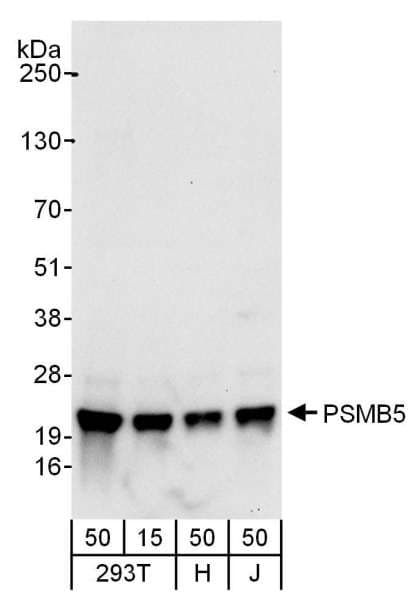 PSMB5 Antibody (aa213-263)