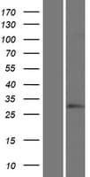 HOXC12 Protein (Over-Expression Lysate Myc-DDK (Flag))