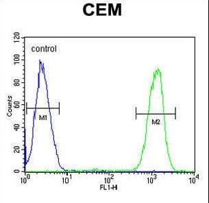 IKZF1 / IKAROS Antibody (aa415-444)