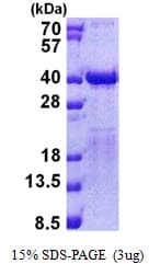 Human TCEA2 / TFIIS Protein (Recombinant His)