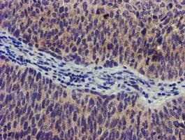 SOCS3 Antibody (clone OTI15F9)