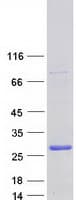 Human ING4 Protein (Recombinant Myc-DDK (Flag))