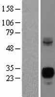 NEUROG3 / NGN3 / Neurogenin 3 Protein (Over-Expression Lysate Myc-DDK (Flag))