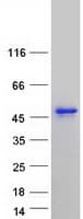 Human CELF3 Protein (Recombinant Myc-DDK (Flag))