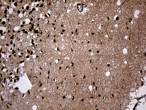 SPANXB1 Antibody (clone OTI6G2, Carrier-free)