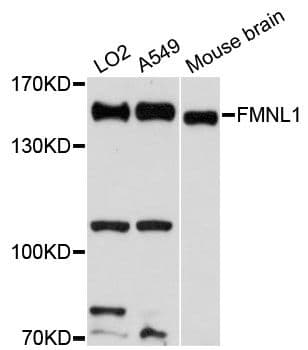 FMNL1 Antibody