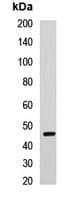 Polyclonal Rabbit anti-Human CCNE2 / Cyclin E2 Antibody (WB)