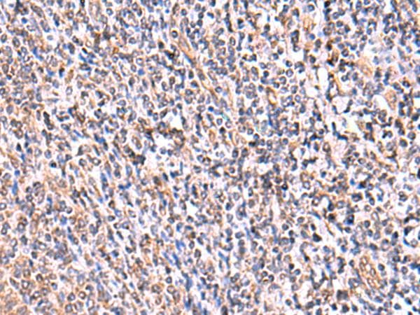 UXS1 Antibody