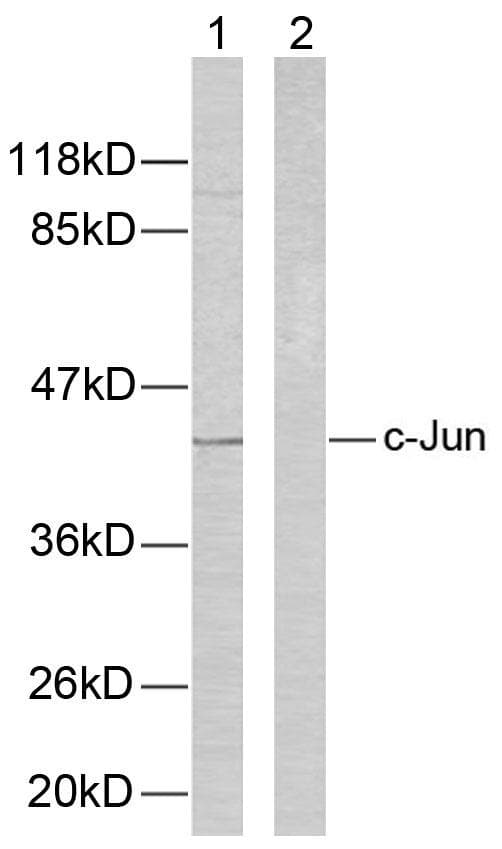 JUN / c-Jun Antibody (p73)