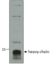 IHC-plus™ CTSC / Cathepsin C / JP Antibody (aa238-252)