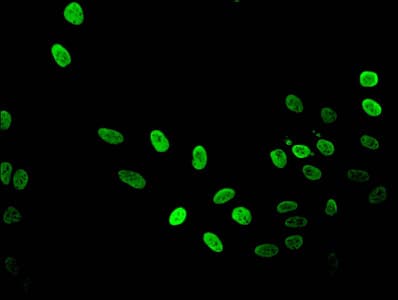 HIST1H3A Antibody