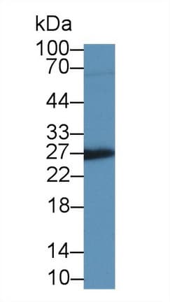 IGFBP4 Antibody (Biotin)