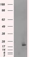 NME4 Antibody (clone OTI5E4)