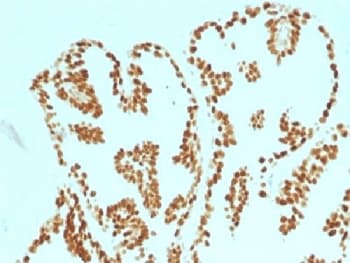 Monoclonal Mouse anti-Human FOXA1 Antibody (clone FOXA1/1515, Azide-free,BSA-free, IHC, IF)