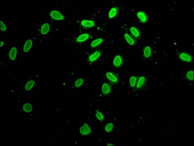 Polyclonal Rabbit anti-Human H2AFZ / H2A.z Antibody (IF, WB)