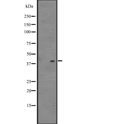 NDFIP2 Antibody