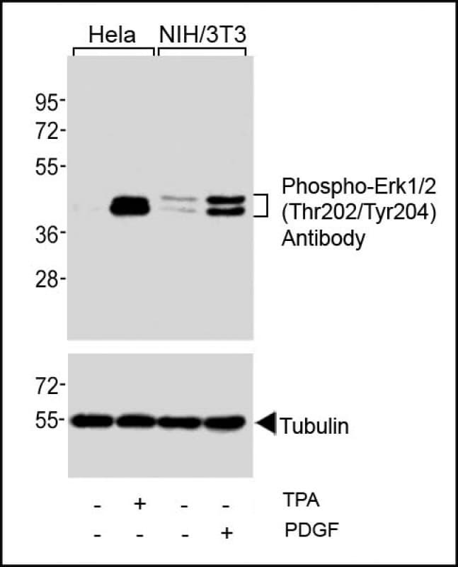 MAPK3 / ERK1 Antibody (phospho-Thr202/pTyr204)