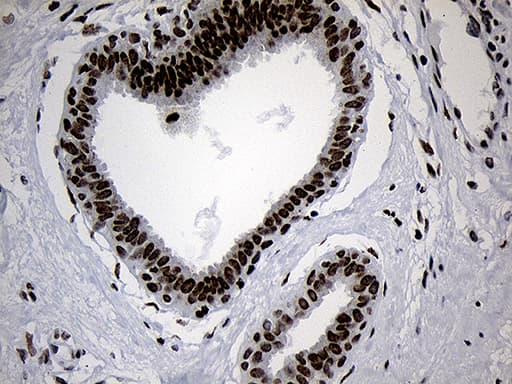 NABP1 / OBFC2A Antibody (clone OTI6B10)