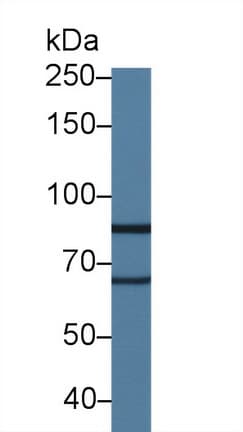 LOXL2 Antibody (aa553-761)