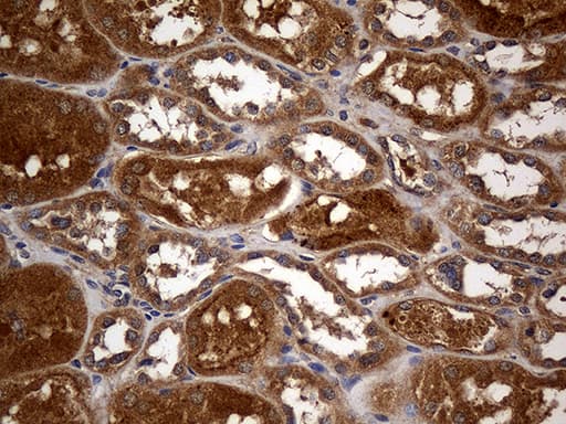 GRB10 Antibody (aa164-415, clone OTI5A6)