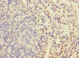 EIF4E2 / IF4e Antibody