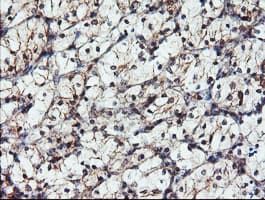 DUPD1 Antibody (clone OTI7E4)