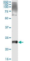 VSTM2L Antibody (clone 1A8)
